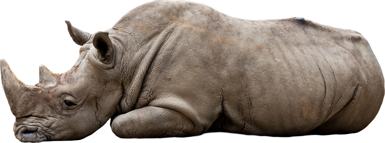 Rhinoceros on White Background