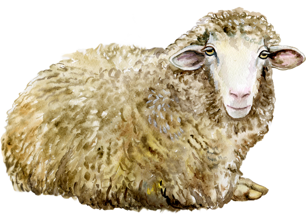 Watercolor Sheep Illustration